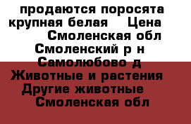 продаются поросята(крупная белая) › Цена ­ 4 500 - Смоленская обл., Смоленский р-н, Самолюбово д. Животные и растения » Другие животные   . Смоленская обл.